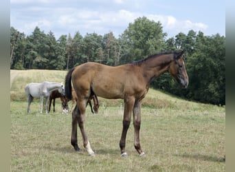 Deutsches Sportpferd, Hengst, Fohlen (05/2024), 170 cm, Schimmel