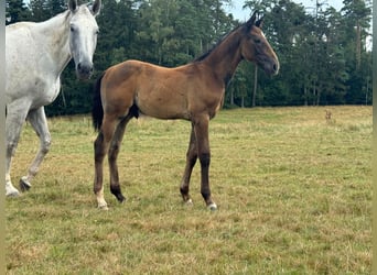 Deutsches Sportpferd, Hengst, Fohlen (05/2024), 170 cm, Schimmel