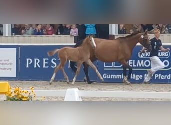 Deutsches Sportpferd, Hengst, Fohlen (05/2025), 170 cm, Schimmel