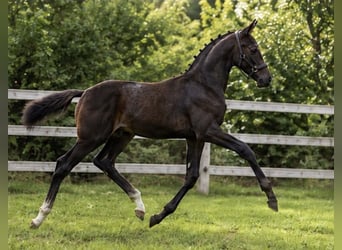Deutsches Sportpferd, Hengst, Fohlen (05/2026), 170 cm, Schwarzbrauner