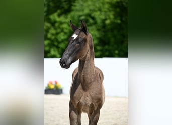 Deutsches Sportpferd, Hengst, , 170 cm, Schwarzbrauner