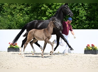 Deutsches Sportpferd, Hengst, , 170 cm, Schwarzbrauner