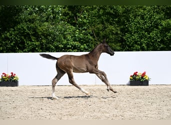 Deutsches Sportpferd, Hengst, , 170 cm, Schwarzbrauner