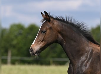 Deutsches Sportpferd, Hengst, Fohlen (02/2024), 170 cm, Schwarzbrauner