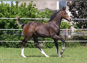 Deutsches Sportpferd, Hengst, Fohlen (02/2024), 170 cm, Schwarzbrauner