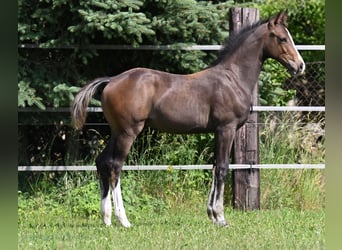 Deutsches Sportpferd, Hengst, Fohlen (02/2024), 170 cm, Schwarzbrauner