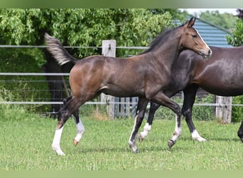 Deutsches Sportpferd, Hengst, Fohlen (02/2024), 170 cm, Schwarzbrauner