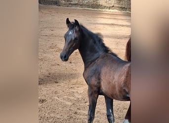 Deutsches Sportpferd, Hengst, Fohlen (04/2026), 170 cm, Schwarzbrauner