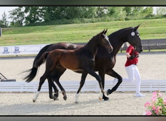 Deutsches Sportpferd, Hengst, Fohlen (03/2025), 170 cm, Schwarzbrauner
