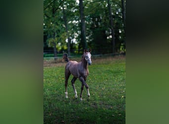 Deutsches Sportpferd, Hengst, Fohlen (06/2024), 171 cm, Kann Schimmel werden