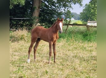 Deutsches Sportpferd, Hengst, Fohlen (06/2024), 171 cm, Kann Schimmel werden