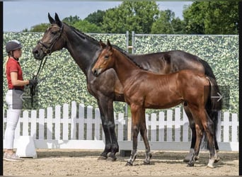 Deutsches Sportpferd, Hengst, Fohlen (05/2025), 172 cm, Brauner