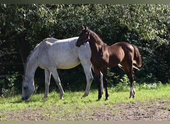 Deutsches Sportpferd, Hengst, Fohlen (05/2025), 172 cm, Dunkelbrauner