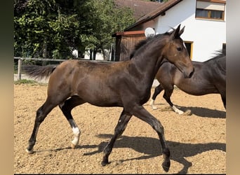 Deutsches Sportpferd, Hengst, Fohlen (05/2024), 172 cm, Dunkelbrauner