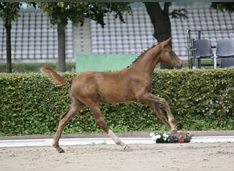 Deutsches Sportpferd, Hengst, Fohlen (04/2025), 172 cm, Fuchs