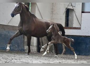 Deutsches Sportpferd, Hengst, Fohlen (03/2026), 173 cm, Dunkelfuchs
