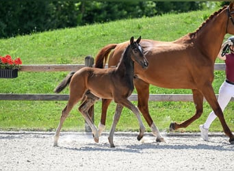 Deutsches Sportpferd, Hengst, , 173 cm, Schwarzbrauner