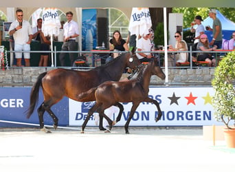 Deutsches Sportpferd, Hengst, Fohlen (03/2026), 173 cm, Schwarzbrauner
