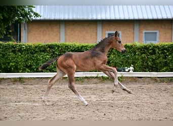 Deutsches Sportpferd, Hengst, Fohlen (04/2024), 174 cm, Dunkelbrauner