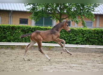 Deutsches Sportpferd, Hengst, Fohlen (04/2024), 174 cm, Dunkelbrauner