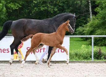 Deutsches Sportpferd, Hengst, Fohlen (04/2024), 175 cm, Dunkelfuchs