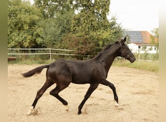Deutsches Sportpferd, Hengst, Fohlen (04/2025), 175 cm, Rappe