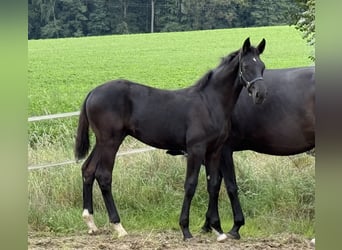 Deutsches Sportpferd, Hengst, Fohlen (04/2025), 175 cm, Rappe