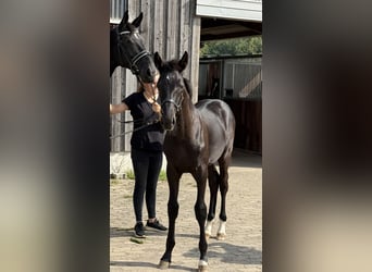 Deutsches Sportpferd, Hengst, Fohlen (04/2025), 175 cm, Rappe