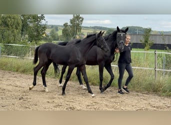 Deutsches Sportpferd, Hengst, Fohlen (04/2025), 175 cm, Rappe