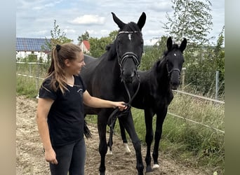 Deutsches Sportpferd, Hengst, Fohlen (04/2025), 175 cm, Rappe