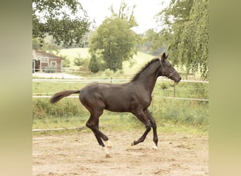 Deutsches Sportpferd, Hengst, Fohlen (04/2025), 175 cm, Rappe