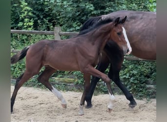 Deutsches Sportpferd, Hengst, Fohlen (04/2025), 185 cm, Rotbrauner
