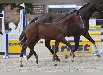 Deutsches Sportpferd, Hengst, Fohlen (05/2023), Brauner