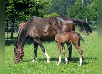 Deutsches Sportpferd, Hengst, Fohlen (06/2025), Brauner