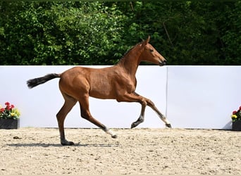 Deutsches Sportpferd, Hengst, Fohlen (03/2025), Brauner