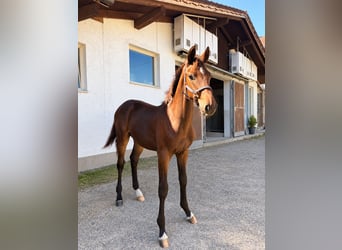 Deutsches Sportpferd, Hengst, Fohlen (04/2026), Brauner