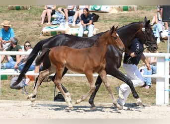 Deutsches Sportpferd, Hengst, Fohlen (05/2026), Brauner