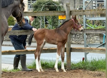 Deutsches Sportpferd, Hengst, Fohlen (04/2026), Brauner