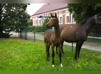 Deutsches Sportpferd, Hengst, Fohlen (02/2023), Brauner