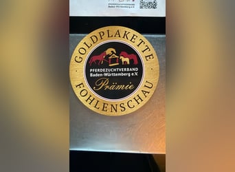 Deutsches Sportpferd, Hengst, Fohlen (05/2026), Brauner