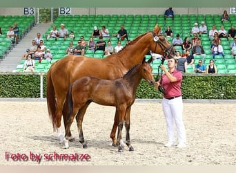 Deutsches Sportpferd, Hengst, Fohlen (04/2023), Brauner
