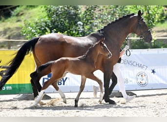 Deutsches Sportpferd, Hengst, Fohlen (07/2024), Brauner