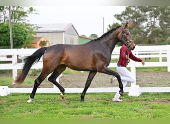 Deutsches Sportpferd, Hengst, Fohlen (04/2026), Brauner