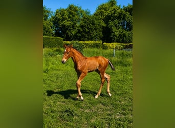 Deutsches Sportpferd, Hengst, Fohlen (05/2026), Brauner