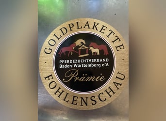 Deutsches Sportpferd, Hengst, , Brauner