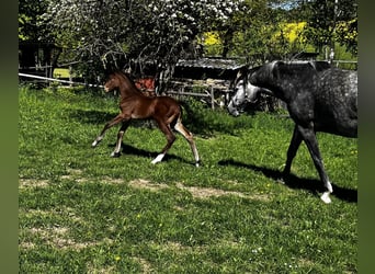 Deutsches Sportpferd, Hengst, , Brauner