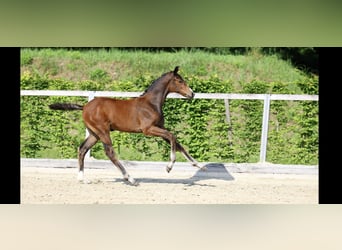Deutsches Sportpferd, Hengst, , Brauner