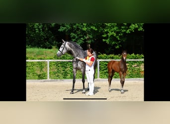 Deutsches Sportpferd, Hengst, , Brauner