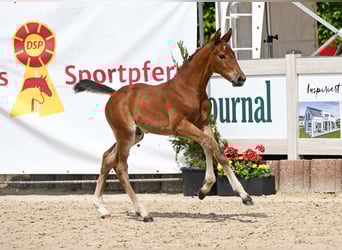 Deutsches Sportpferd, Hengst, Fohlen (05/2025), Brauner