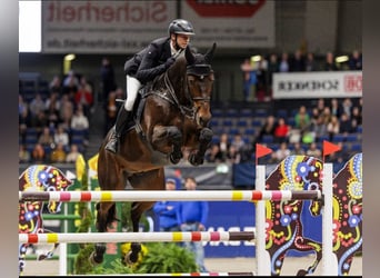 Deutsches Sportpferd, Hengst, , Brauner